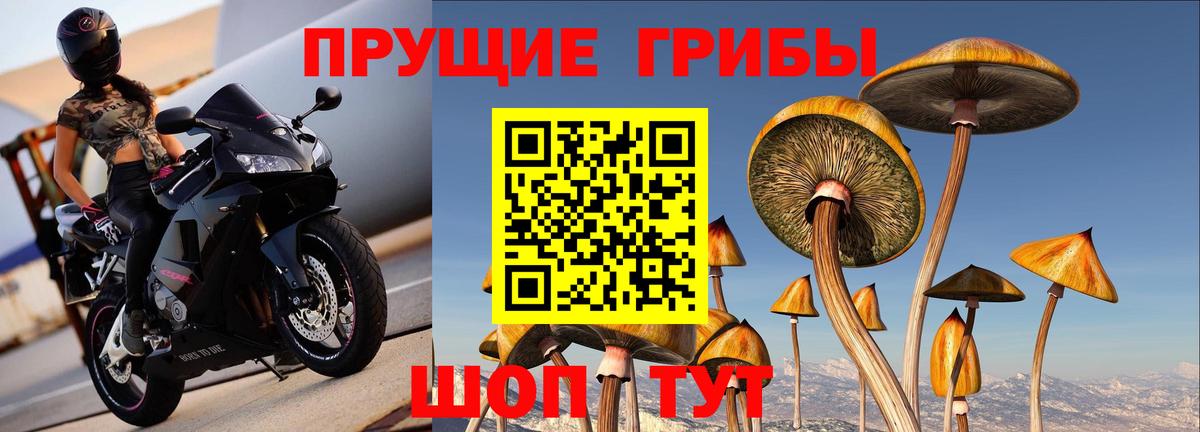 Псилоцибиновые грибы GOLDEN TEACHER Екатеринбург